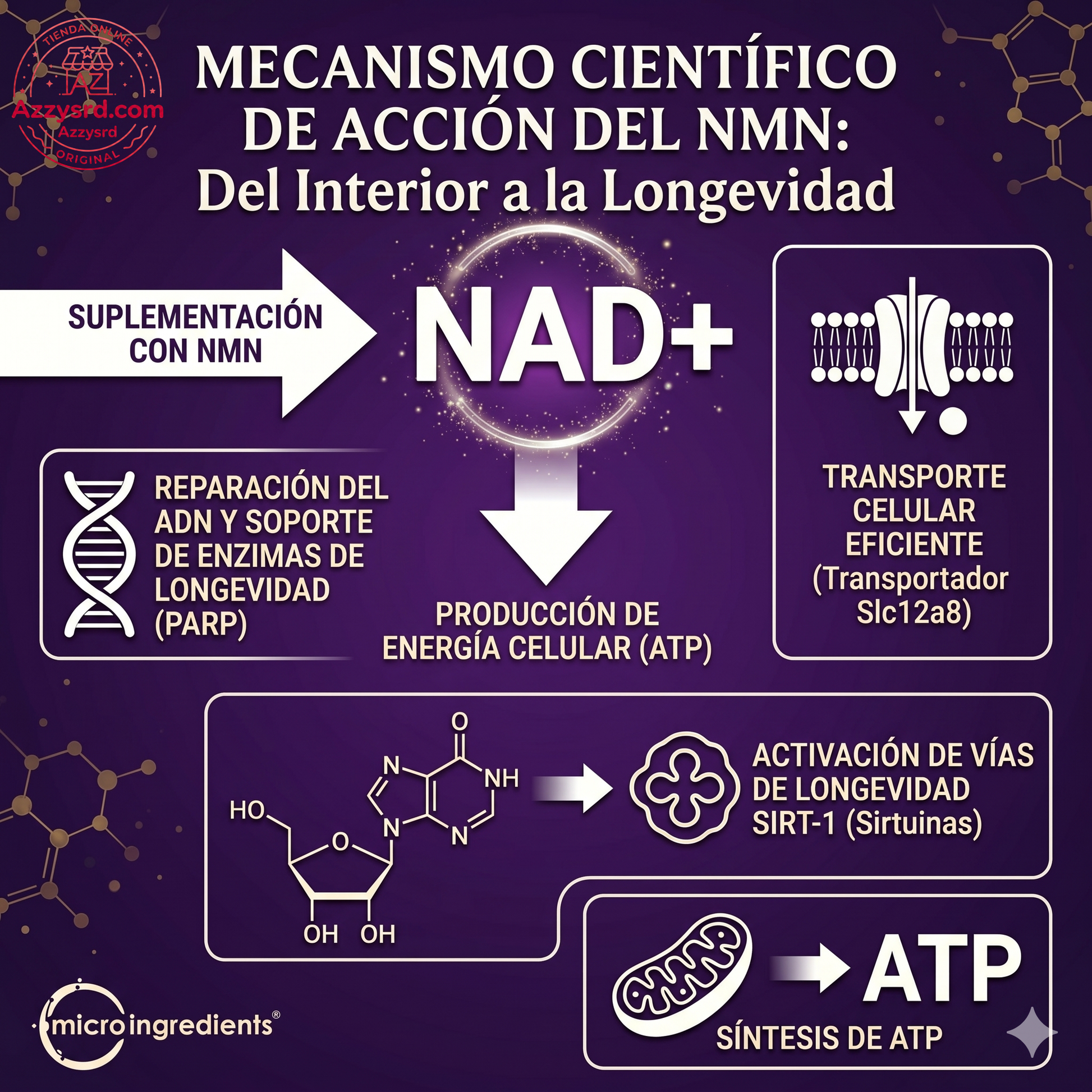 🧬Complejo NMN 10 en 1 de 1000 mg (60 Cápsulas) | Con Mononucleótido de Nicotinamida, Resveratrol, CoQ10, Quercetina y Glutatión | Potente Precursor para Energía Celular y Antienvejecimiento🌿